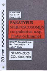 Etikett zu Priopus snizeki (Platia & Schimmel, 1996)